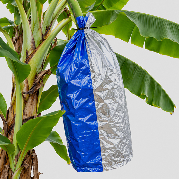 Banana Fruit Protection & Ripening Bags