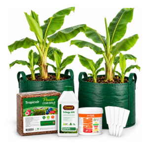 Banana Growing Kit