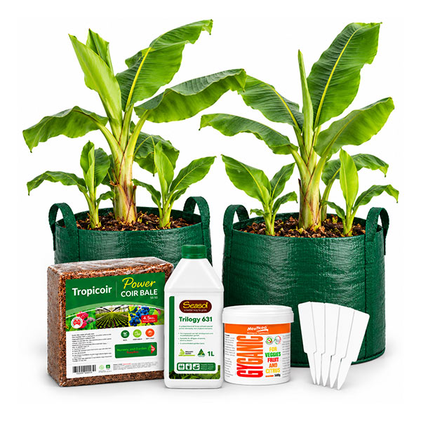 Banana Growing Kit