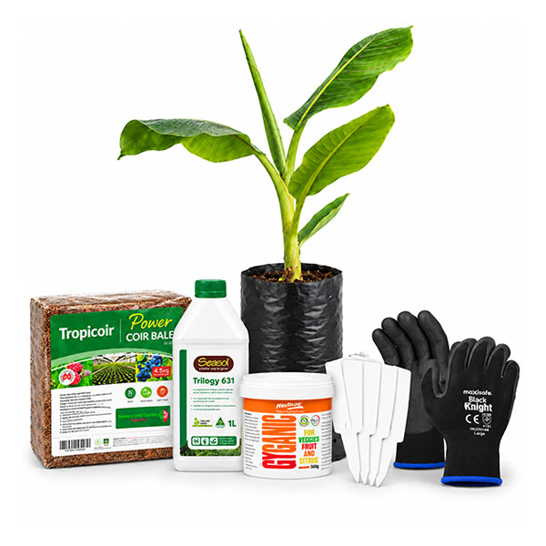 Banana Planting Combo Kit