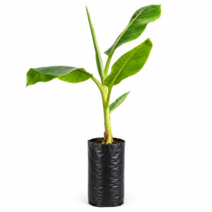 5 Litre Tall Banana Growing Planter Bag