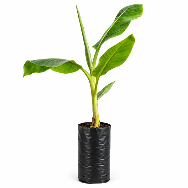 5 Litre Tall Banana Growing Planter Bag